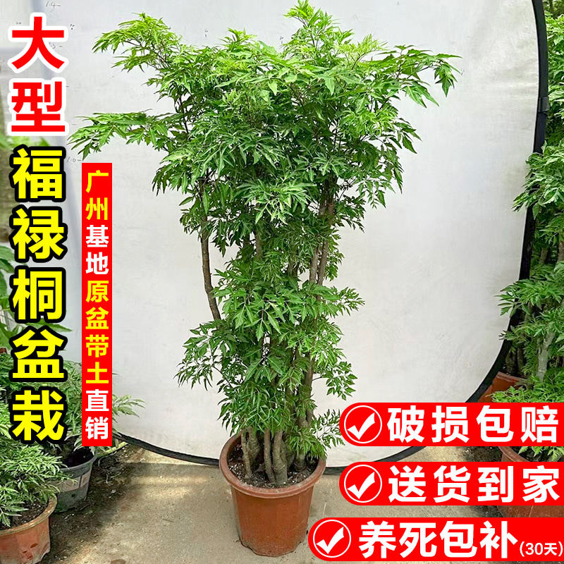 福禄桐盆栽大型老桩绿植客厅四季常青招财羽叶金钱兜花卉盆景植物