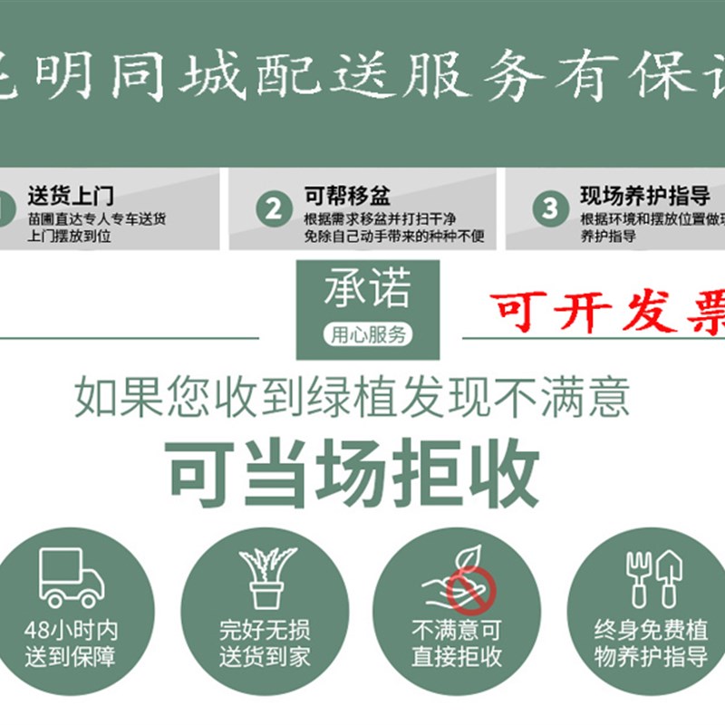 大型绿植盆栽富贵树幌伞枫幸福树老桩植物客厅办公室前台观叶昆明