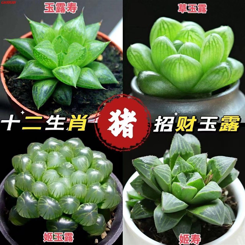 玉露多肉植物十二卷玉露组合姬玉露冰灯草玉露樱水晶办公室内盆栽