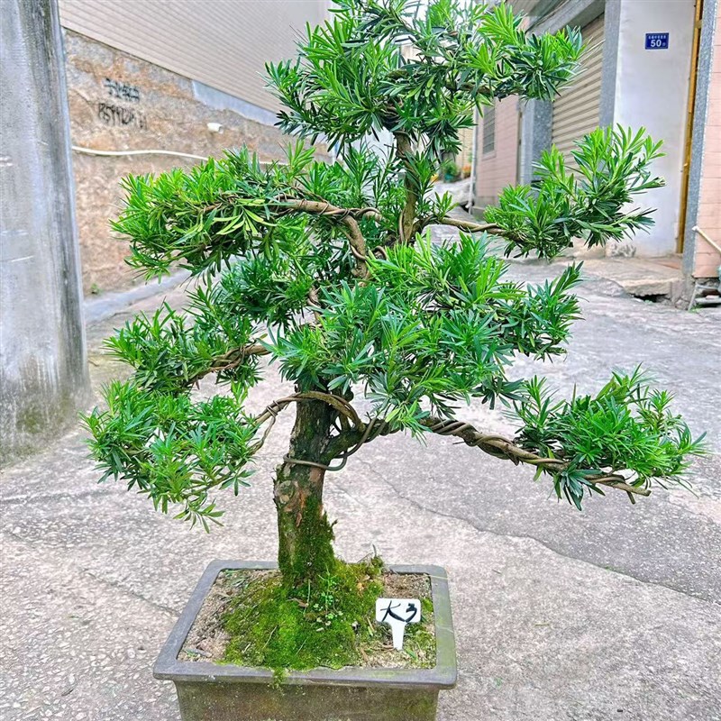 精品罗汉松树苗盆景老桩造型盆栽绿植花卉办公室内客厅庭院别墅