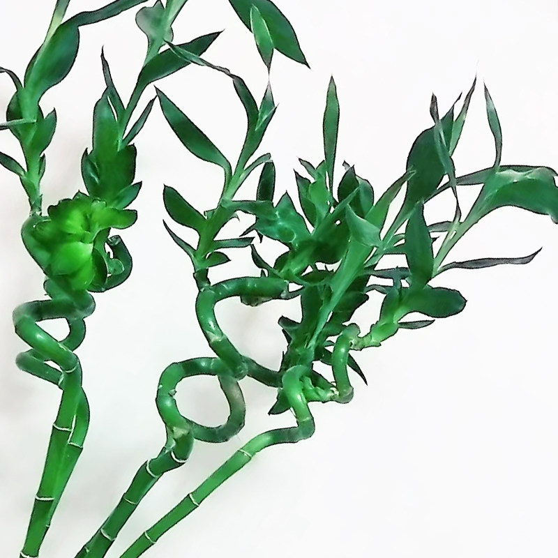 转运竹水养绿植鲜花云南直发客厅富贵竹弯竹龙竹水竹卧室水培植物