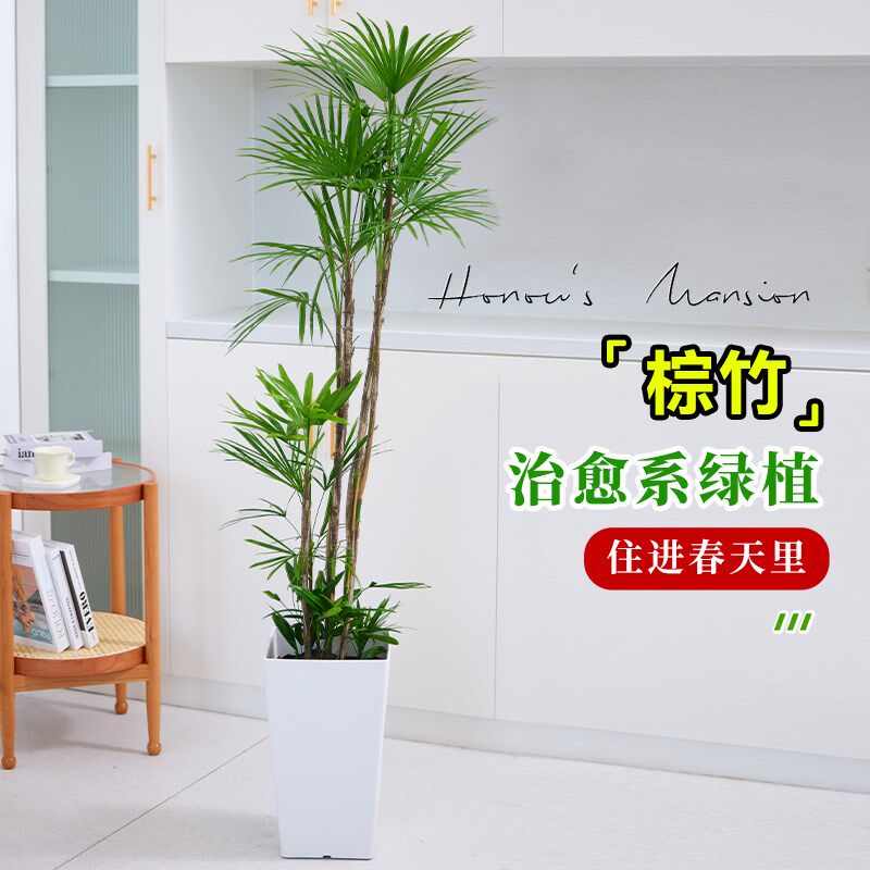 金山棕竹盆栽大型室内植物客厅电视柜旁绿植好养易活盆栽盆景花卉