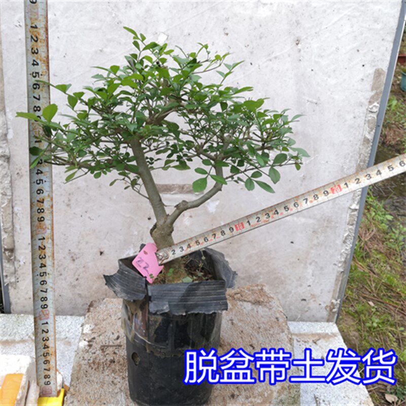 对节白蜡a 树桩盆景 微型观叶小盆栽树苗 对接阳台庭院金弹子包邮
