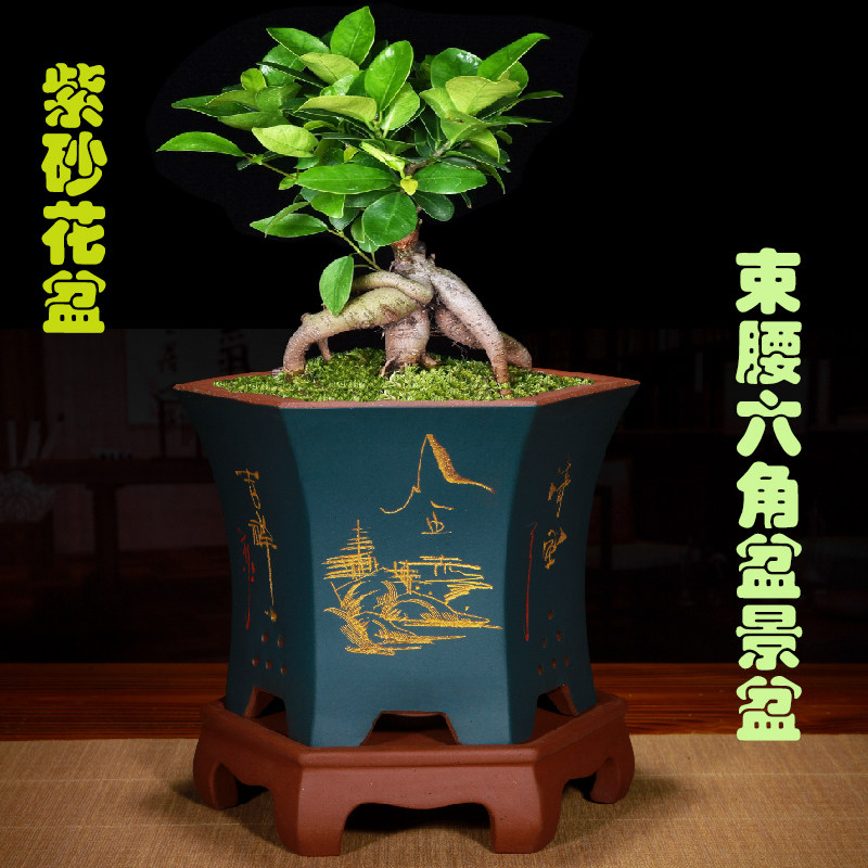 紫砂花盆君子兰兰花盆室内阳台透气发财树悬崖盆梅花兰草花卉绿植