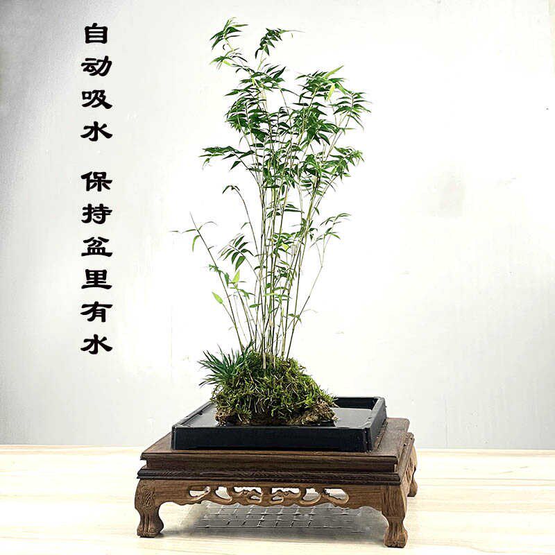 吸水石米竹盆栽盆景上水石附石菖蒲微景观办公室桌面绿植水培植物