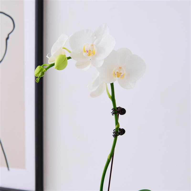 白色蝴蝶兰盆栽带花苞真花客厅室内花卉苔藓球植物好养活绿植花卉