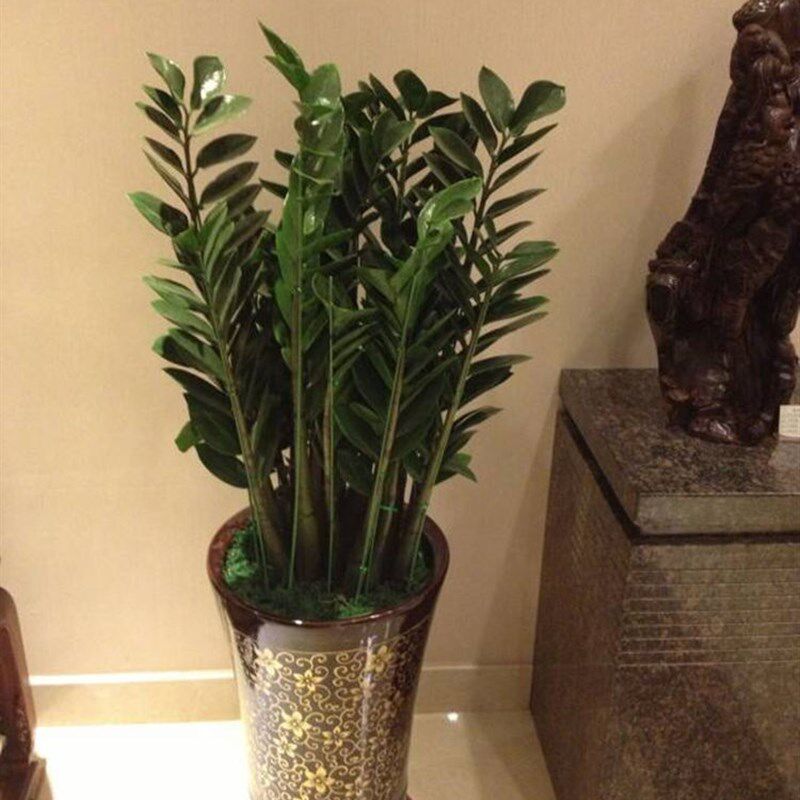 金钱树摇钱树室内客厅大绿植盆栽盆景花卉吸甲醛观叶招财植物包邮