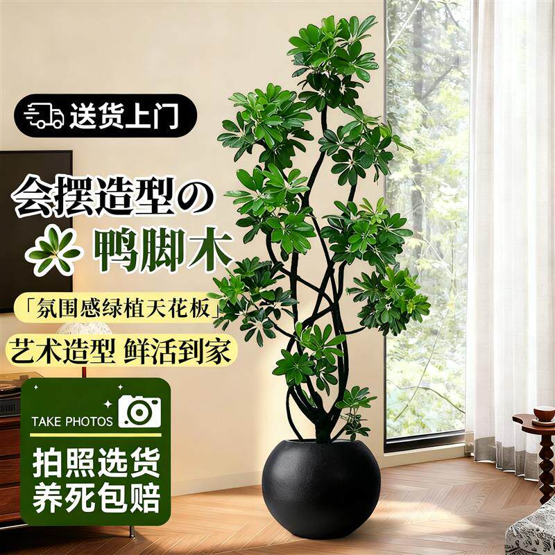 鸭脚木客厅绿植大盆栽室内高级感大型植物八方来财鸭掌木四季好养