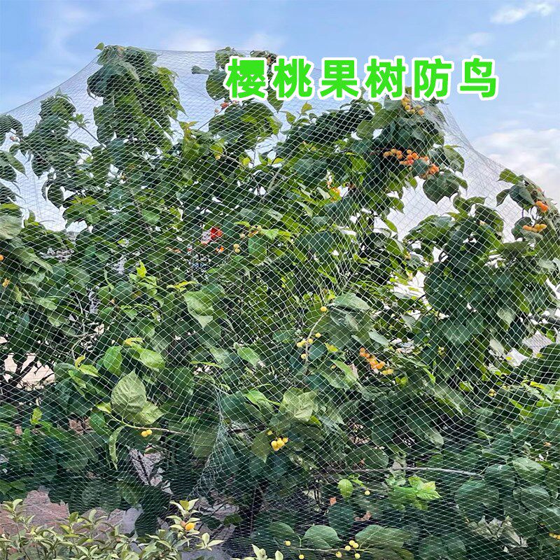 大棚嘉宝果防鸟罩樱桃防鸟网尼龙套袋网果树葡萄网袋桃树网纱果园