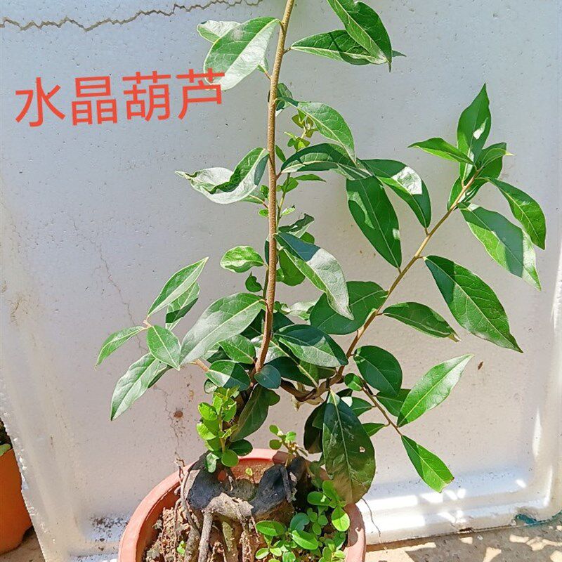 金撢子品种桩 盆景正品观叶观花观果植物一物一拍泸州原盆包邮