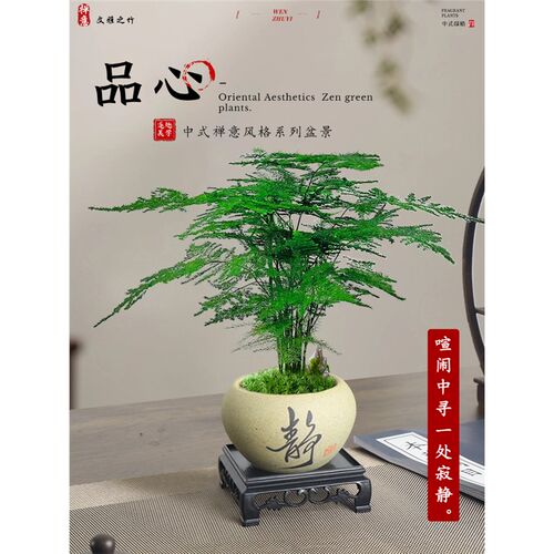 文竹盆栽室内绿植物办公室桌面小盆栽客厅四季常青花卉好养活云竹