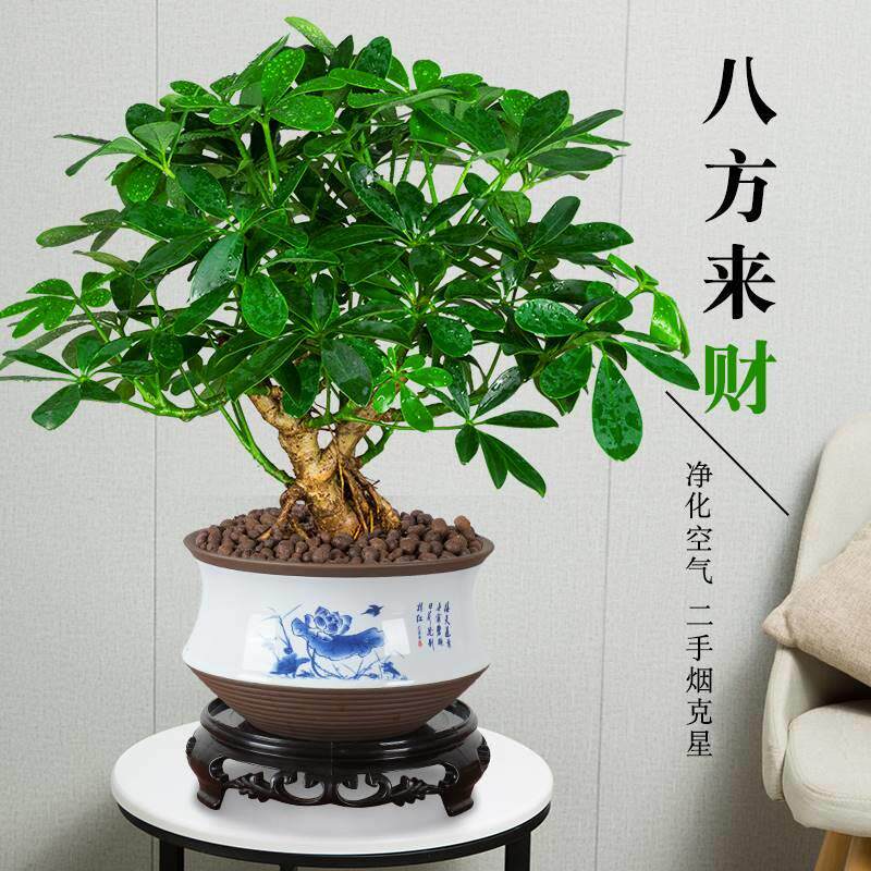 七叶莲盆栽生肖虎植物四季绿植室内客厅老桩盆景招财鸭脚木吸甲醛
