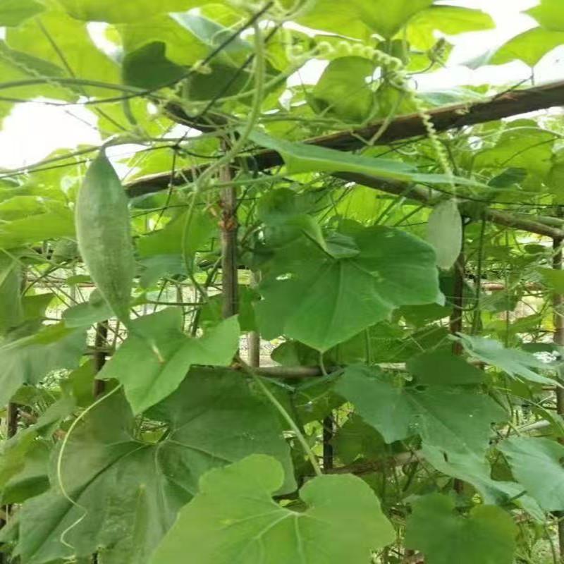 罗汉果棚网百香果搭棚网搭架专用爬藤网棚架子网攀爬网沃柑网瓜果
