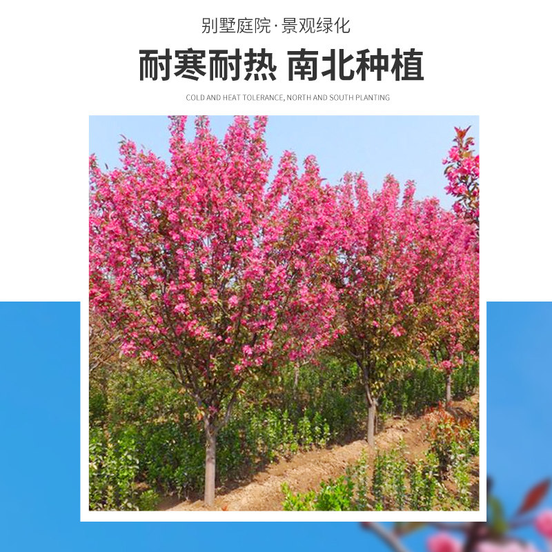 西府海棠花树苗地栽垂丝海棠北美海棠大苗海棠苗木本观花花卉植物