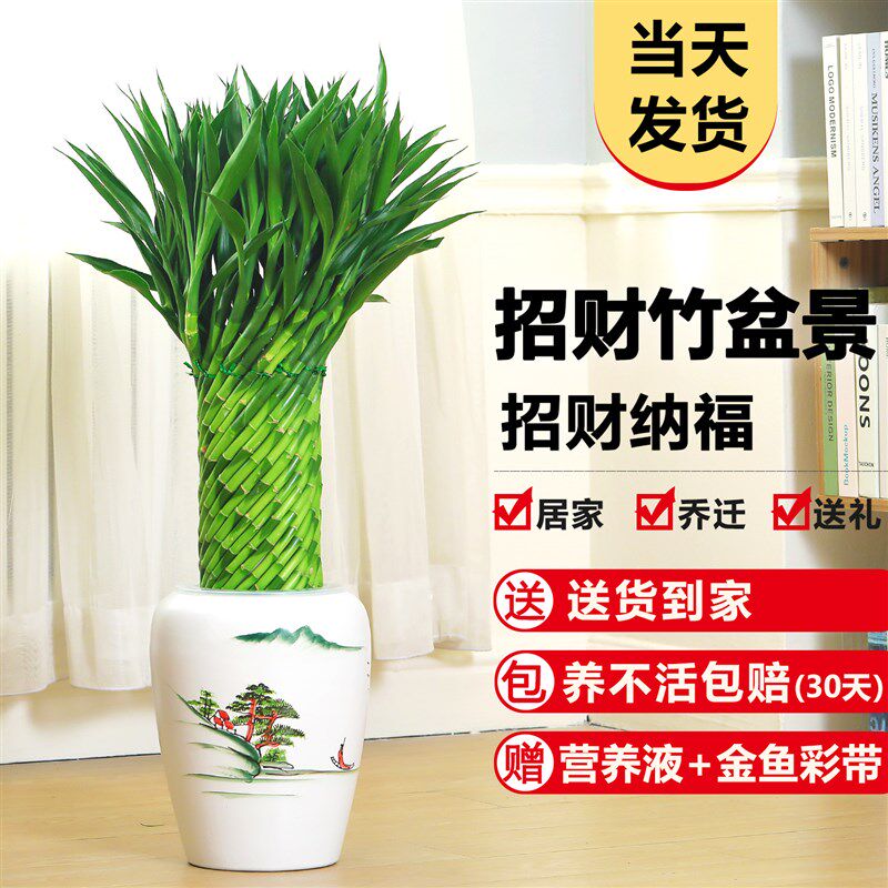 编织招财竹富贵竹大型绿植室内盆栽水培植物花卉客厅绿植好养易活
