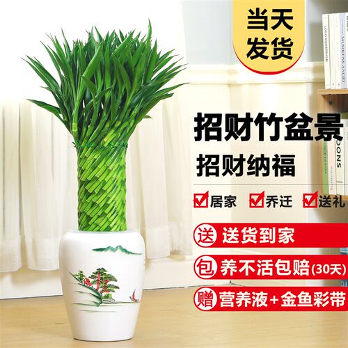 编织招财竹富贵竹大型绿植室内盆栽水培植物花卉客厅绿植好养易活