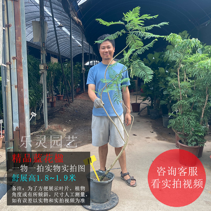 蓝花楹盆栽一物一拍大树苗造型室内客厅观叶植物阳台造景网红绿植