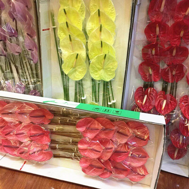 红掌彩色掌上海鲜花同城速递家用节日婚礼艺术江浙沪皖两扎包邮