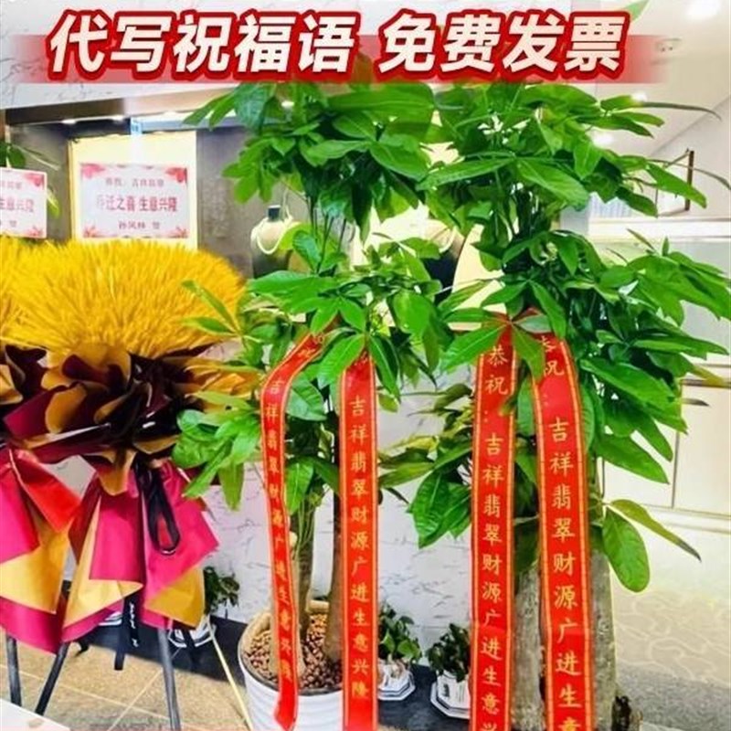 发财树盆栽室内大型步步高招财树大棵绿植物客厅花卉盆景开业乔迁