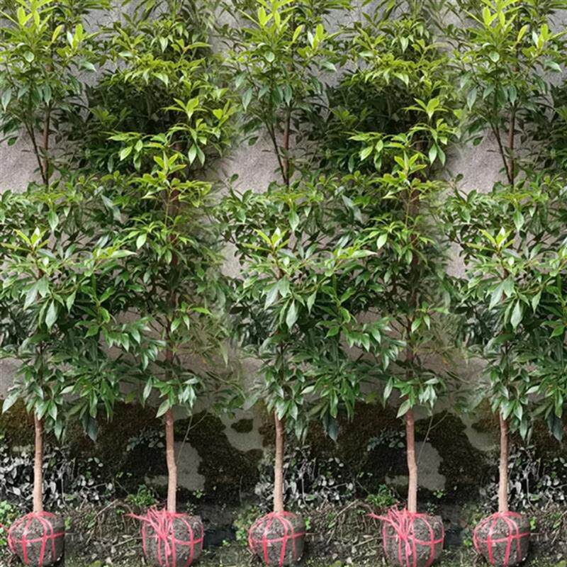 金丝楠木树苗正宗海南黄花梨小叶紫檀奇楠树苗沉香盆景大树苗名贵