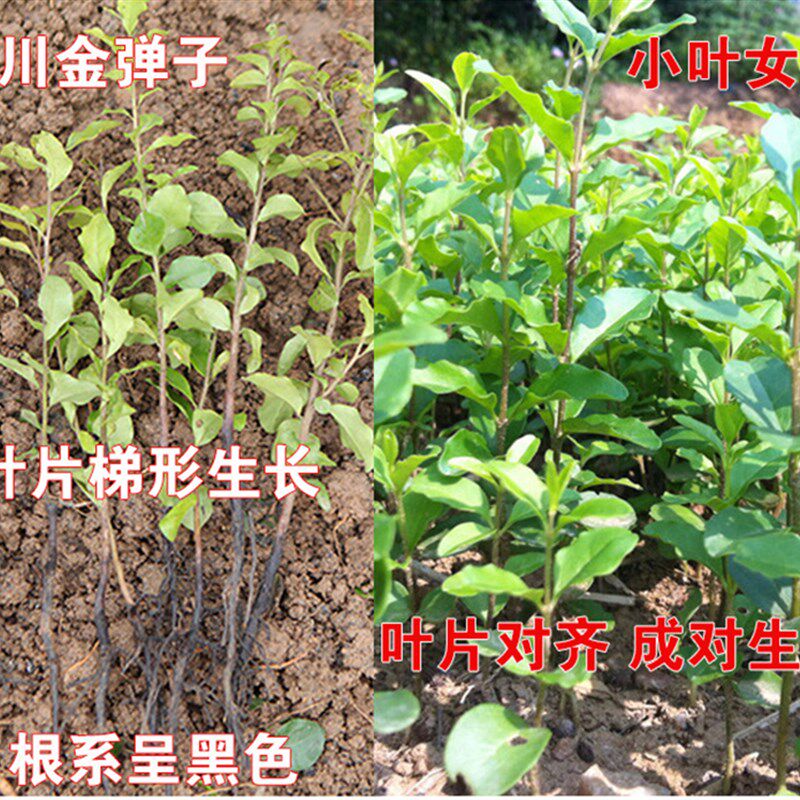 金弹子小苗金弹子树苗四川金蛋子小苗盆景苗观果苗金弹子树桩组合