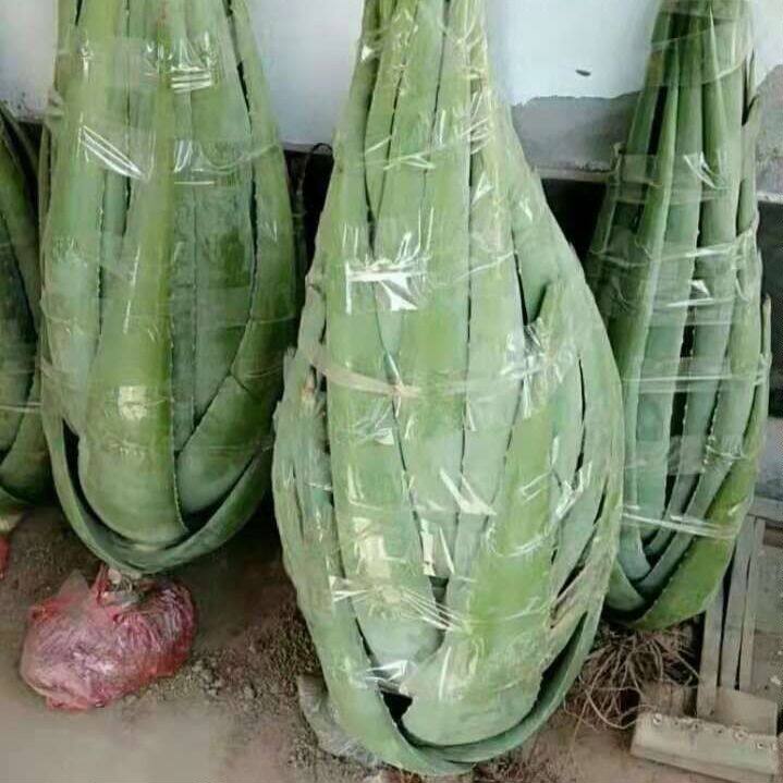 大棵美国库拉索芦荟盆栽美容院专用芦荟灌肤纳豆牛奶芦荟新鲜植物