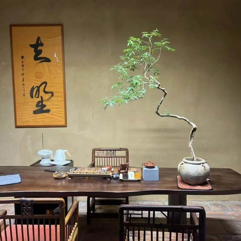 黄荆老桩苗室内树室外造景茶几绿植树飘枝盆景素材摆件客厅
