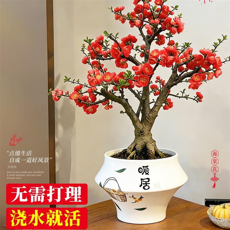海棠花盆栽老桩带花苞室内花卉阳台绿植盆景垂丝海棠四季好养真花