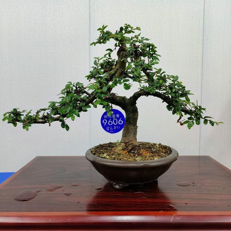 小叶榆树造型老桩盆景矮霸榔榆植物室内客厅办公室绿植阳台庭院