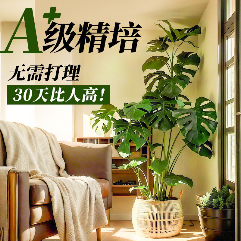 龟背竹客厅大盆栽开背大叶老桩大型落地绿植物高端大气上档次盆景