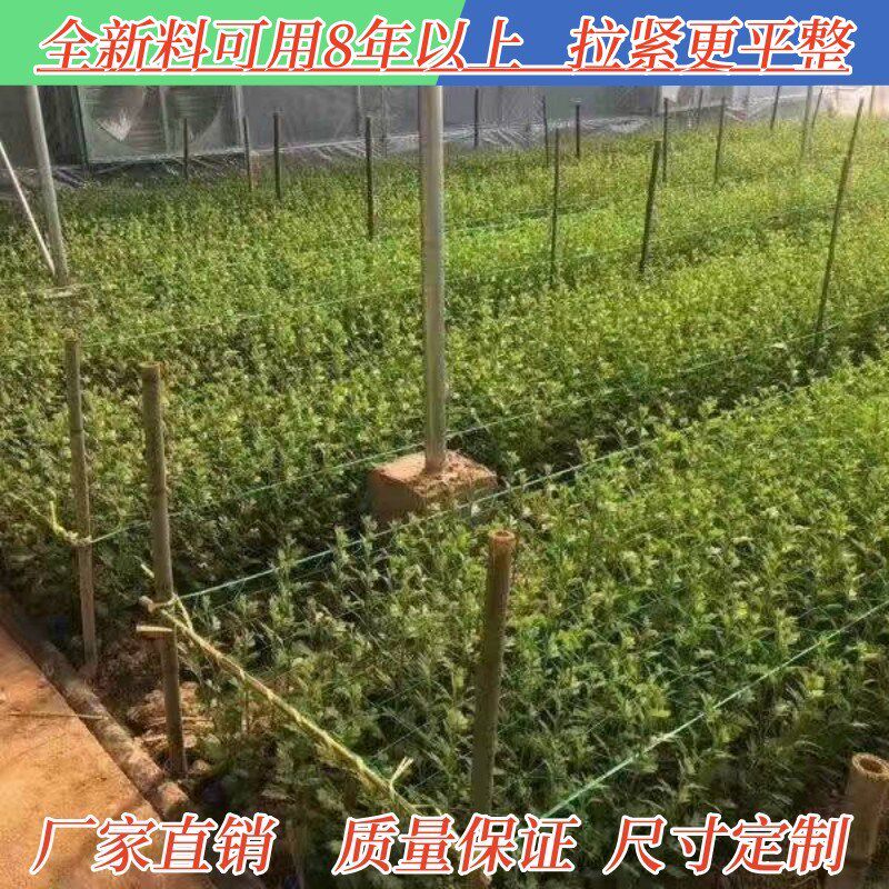 种植方格网定植大葱菊花韭菜蒜黄芹菜石斛康乃馨防倒网植物爬藤网