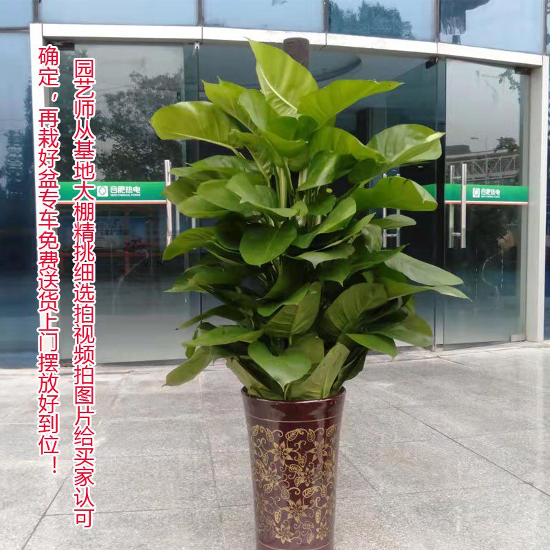 绿萝柱子绿植客厅卧室办公室开业乔迁净化空气吸甲醛合肥免费送货