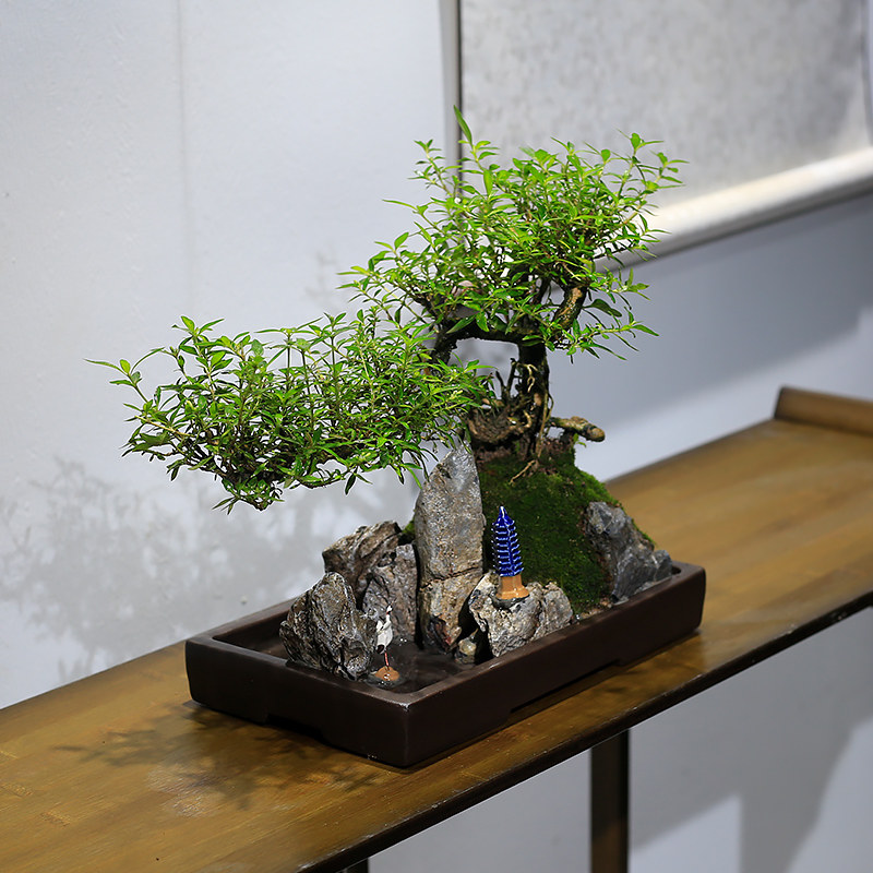 六月雪盆景山水假山植物悬崖式造型老桩室内客厅办公室绿植盆栽