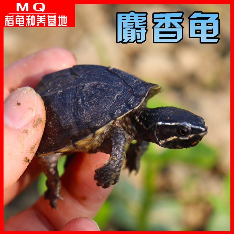 外塘观赏麝香龟苗活体蛋龟深水龟乌龟宠物迷你活物观赏龟好养可爱