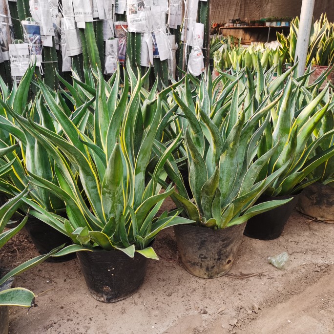 龙舌兰盆栽绿植阳台庭院多年生常绿植物凤尾兰新奇净化空气防辐射