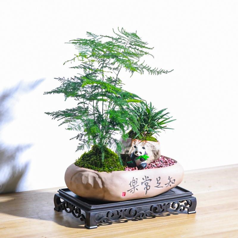 发财树文竹富贵竹盆栽室内茶桌摆件绿植物客厅办公室桌面好养盆景
