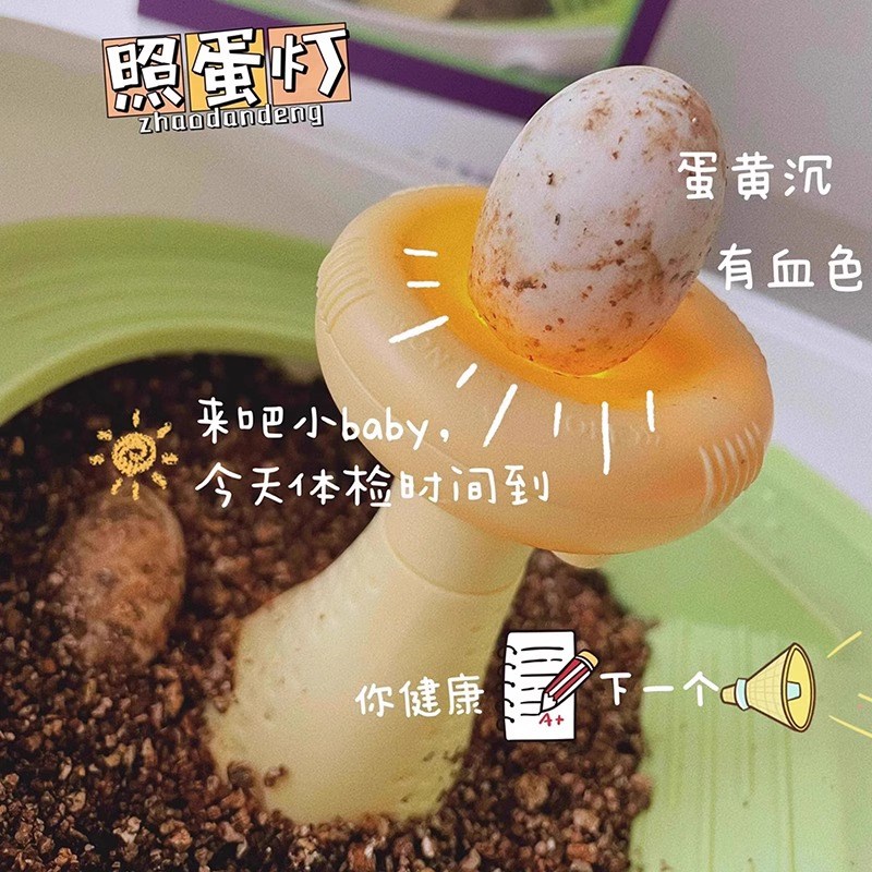 乌龟蛋可孵化舱成长家养小乌龟专用缸饲养盒爬梯活物儿童观察礼物