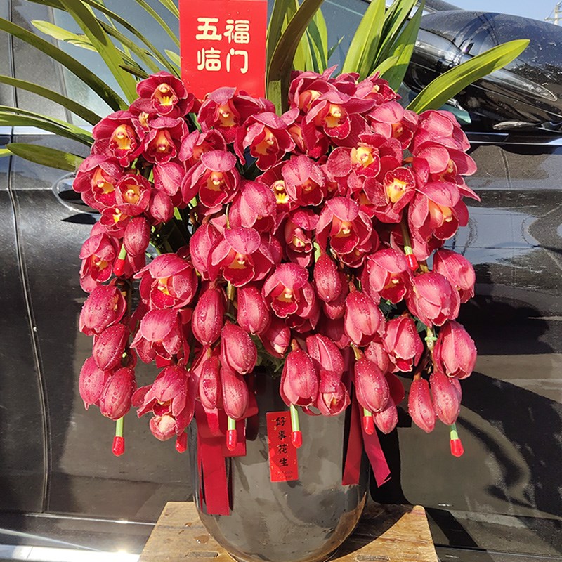 大花蕙兰蝴蝶兰绿植乔迁送领导长辈高档盆栽杭州上海广州北京同城