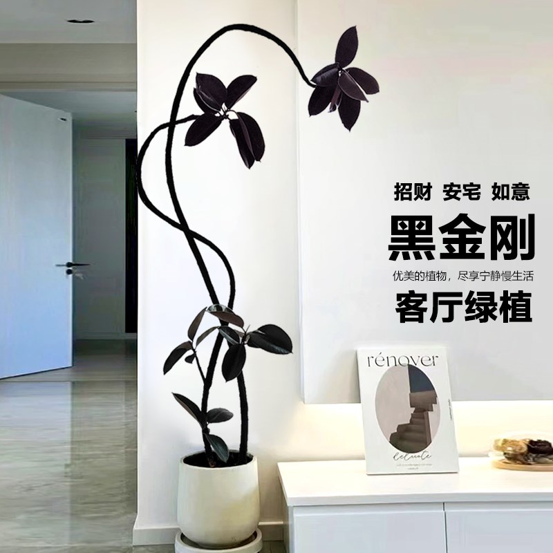 黑金刚橡皮树大盆栽客厅大绿植网红造型老桩好养办公室内大型植物