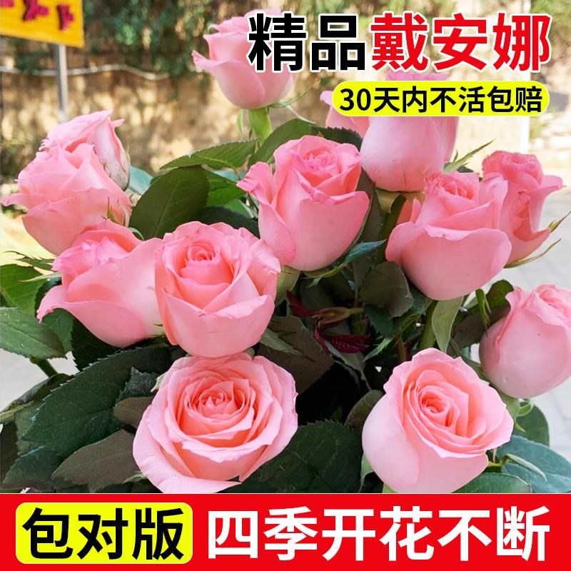 戴安娜玫瑰花树苗带花苞月季蔷薇苗特大号花四季开花室内花卉盆栽
