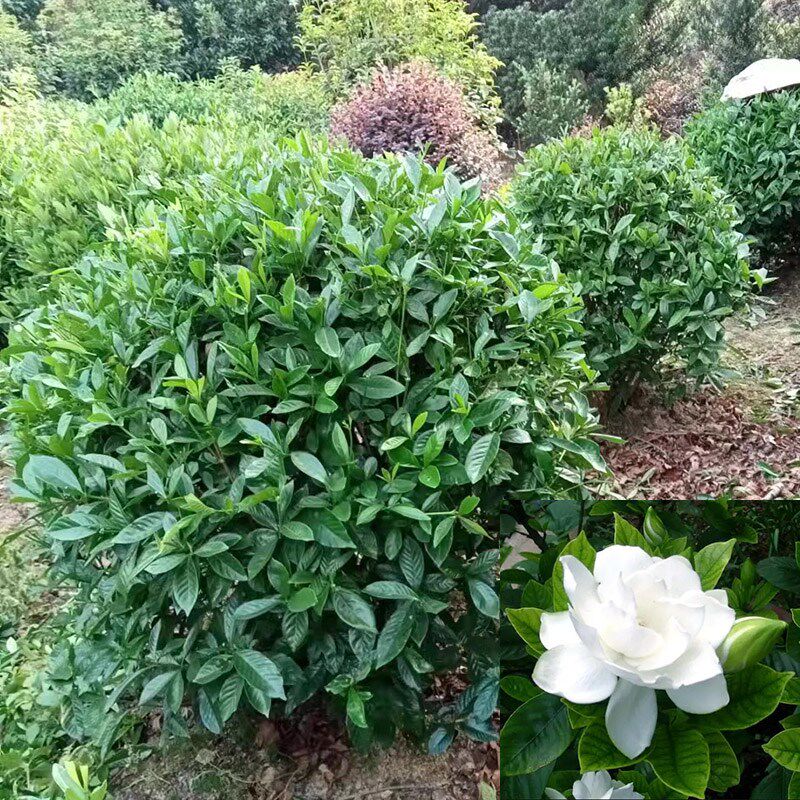 大叶栀子花球庭院牡丹大荷花栀子浓香型枝子重瓣盆栽绿植花卉球状