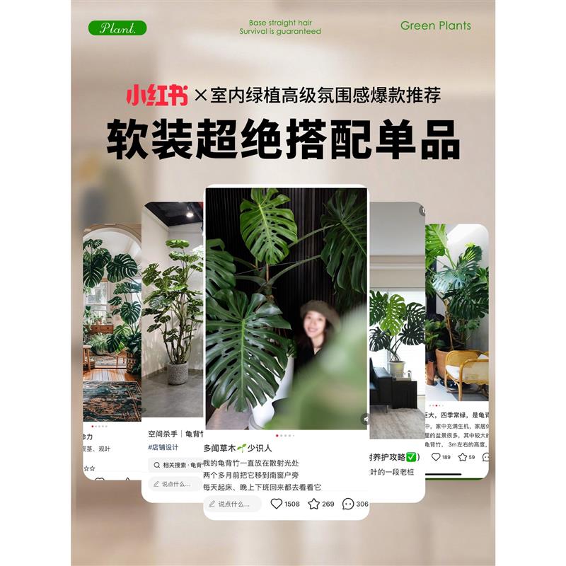 龟背竹客厅大盆栽大叶开背办公室大型绿植物室内好养盆景净化空气