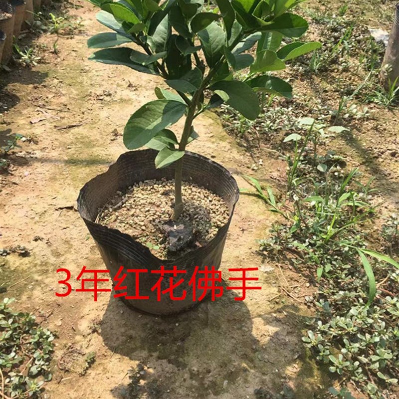 金华佛手盆栽佛手柑千指佛手带花苞小果盆景带果佛手树盆栽花卉