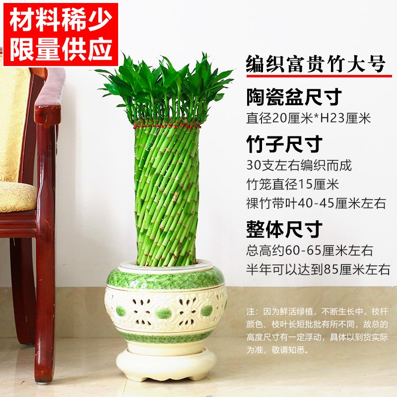 乔迁送礼富贵竹植物水养文昌竹客厅室内四季招财大型绿植花卉盆栽