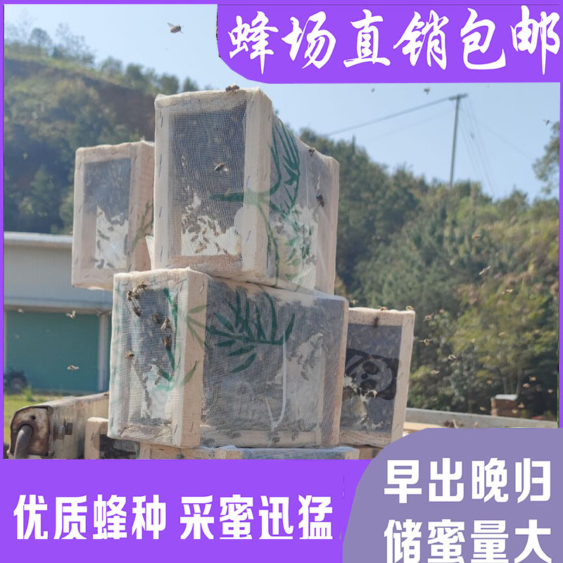 顺丰包邮专链中蜂蜂羣带王蜜蜂蜂羣带子脾阿坝中蜂带蜂箱中华土蜂
