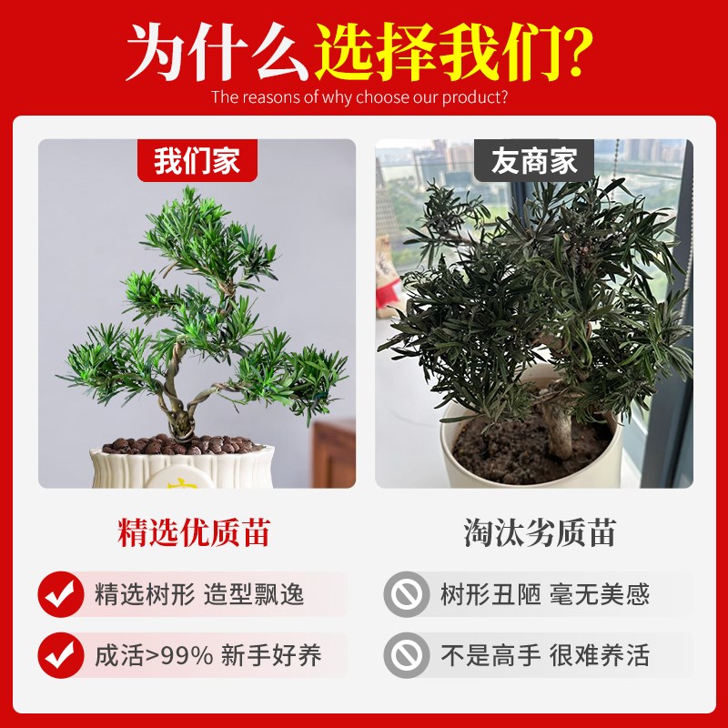 罗汉松老桩造型盆景大盆栽树苗树桩室内矮桩客厅招财旺财精品真树