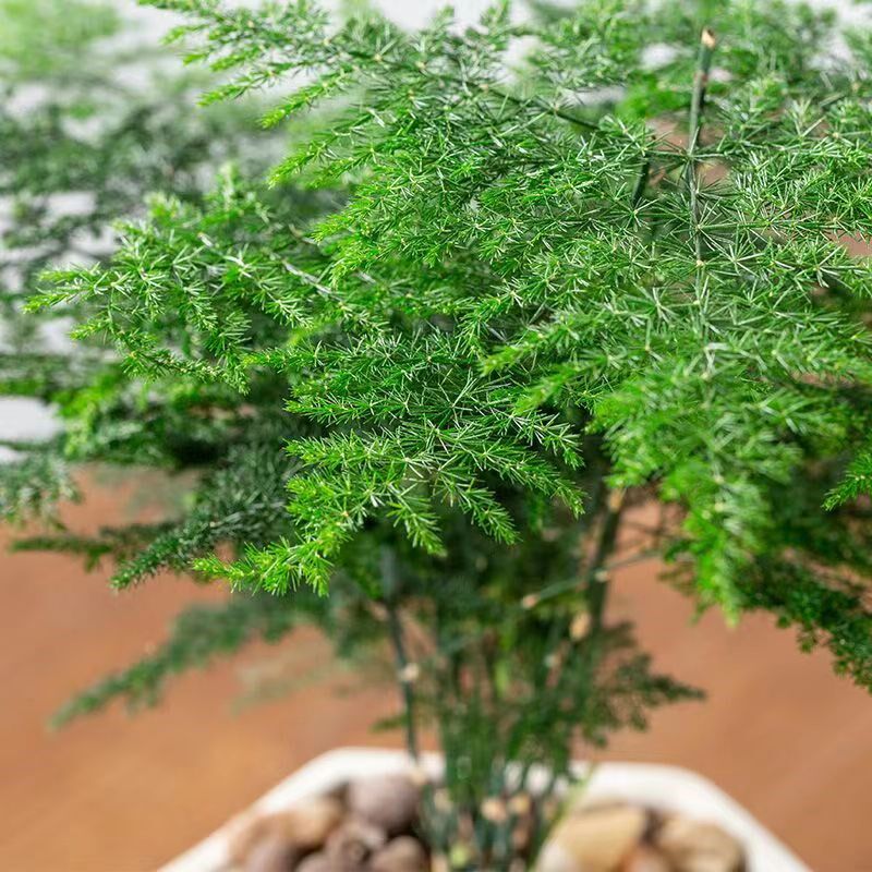 文竹盆栽植物办公室内绿植花卉客厅特大棵文竹苗矮生高端云竹盆景