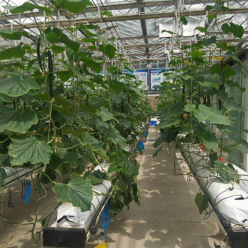 长条种植袋 黑白膜无土栽培专用基质栽培长条袋 果蔬种植袋图片