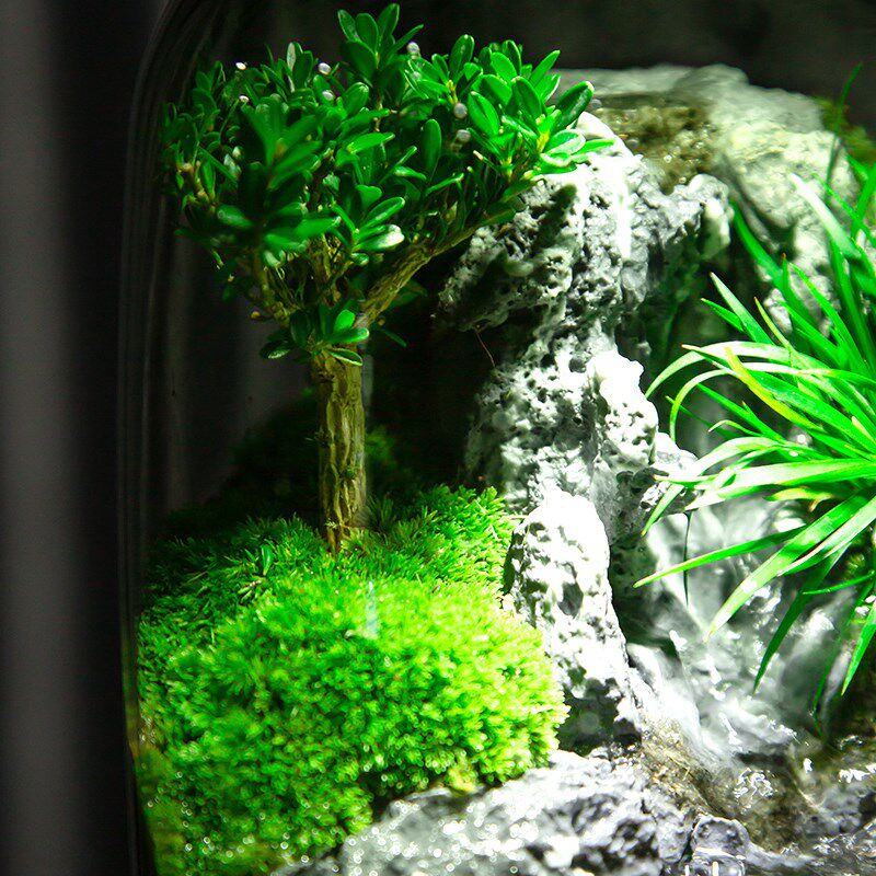 流水养鱼缸真植物苔藓微景观生态瓶创意办公室成品室内居家款送礼