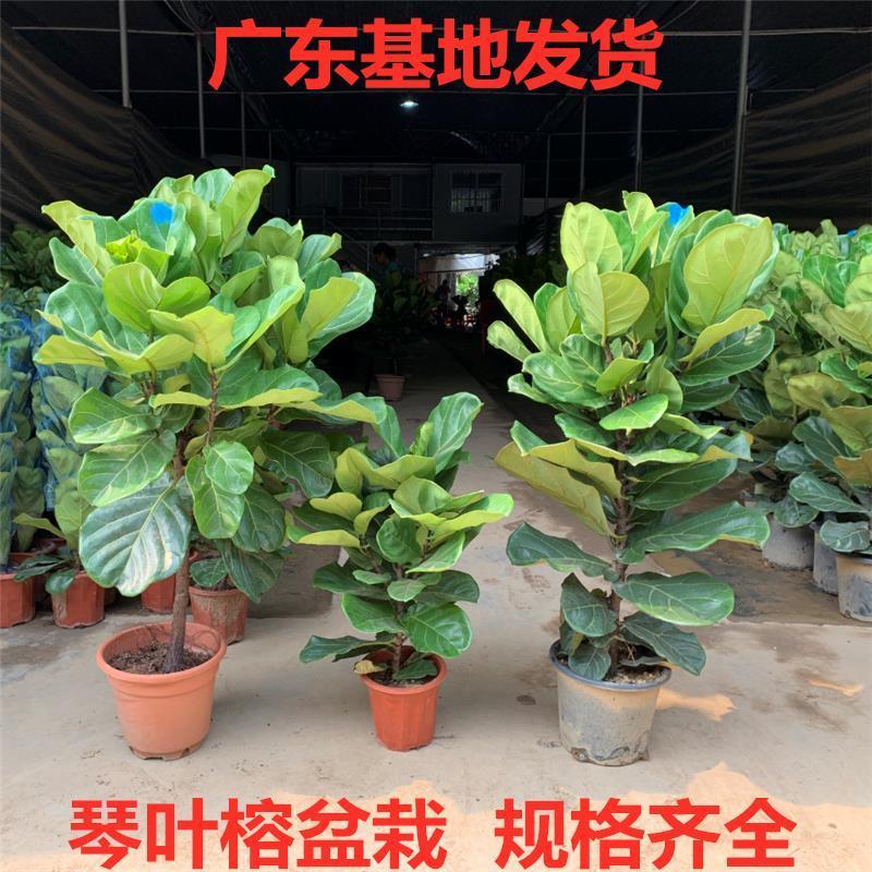 琴叶榕客厅绿植室内大叶老桩植物四季常青好养活办公室落地大盆栽